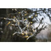 Lichterkette System LED Extra 5m weiss 4W 50 LED warmweiss